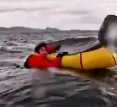 Whale Attack: Kayaker Swallowed by Humpback off Chilean Coast