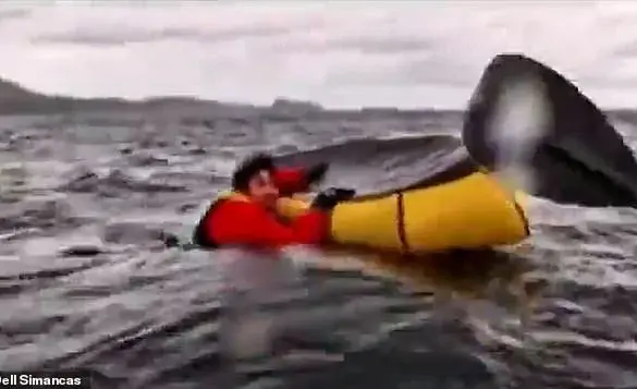 Whale Attack: Kayaker Swallowed by Humpback off Chilean Coast