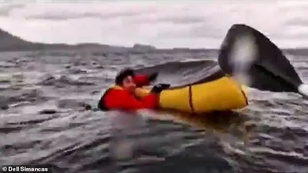 Whale Attack: Kayaker Swallowed by Humpback off Chilean Coast