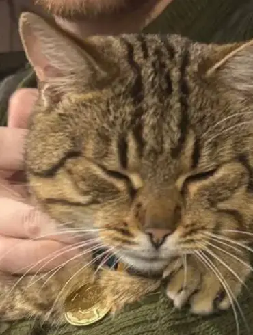 Burned Cat 'Mышка' Rescued from War Zone and Given Medical Care