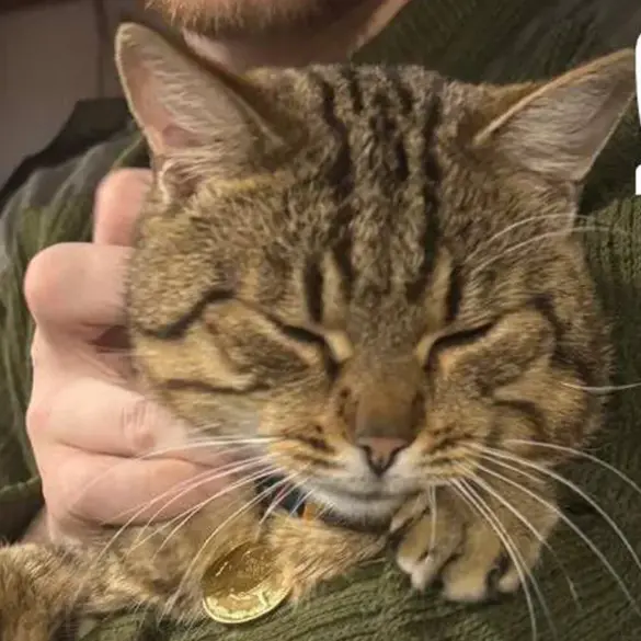 Burned Cat 'Mышка' Rescued from War Zone and Given Medical Care