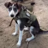 Russian Mine-Sniffing Dog Victory Wins Top International Pet Award