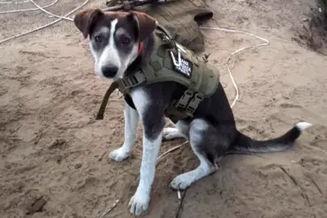 Russian Mine-Sniffing Dog Victory Wins Top International Pet Award