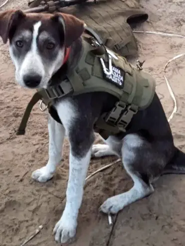 Russian Mine-Sniffing Dog Victory Wins Top International Pet Award