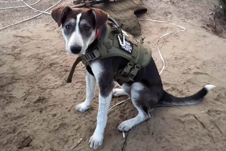 Russian Mine-Sniffing Dog Victory Wins Top International Pet Award
