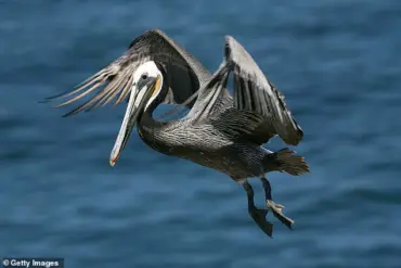 Exclusive: The Restricted Information Behind La Jolla Cove's Abandoned Shores