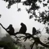 Tragedy at Hindu Temple in India: Stampede Kills at Least Two After Monkey-Induced Electrical Accident