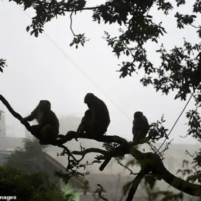 Tragedy at Hindu Temple in India: Stampede Kills at Least Two After Monkey-Induced Electrical Accident