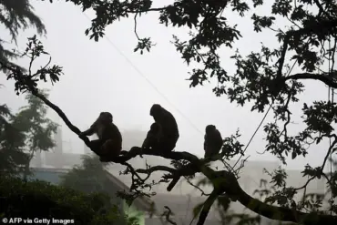 Tragedy at Hindu Temple in India: Stampede Kills at Least Two After Monkey-Induced Electrical Accident