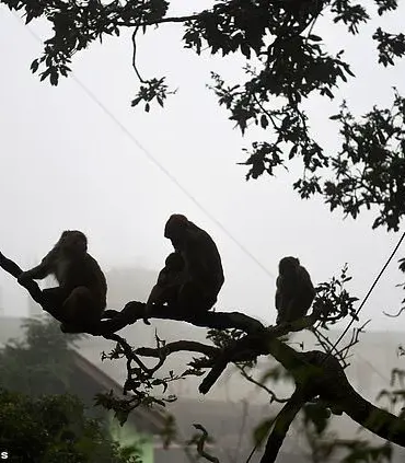 Tragedy at Hindu Temple in India: Stampede Kills at Least Two After Monkey-Induced Electrical Accident