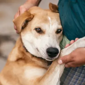 Amidst the Chaos of War: 'Every Life Matters' – A Glimpse into the Humanitarian Efforts of Russian Soldiers Evacuating Stray Animals from Combat Zones