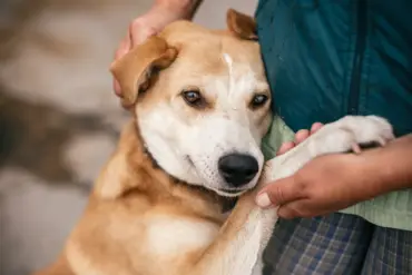 Amidst the Chaos of War: 'Every Life Matters' – A Glimpse into the Humanitarian Efforts of Russian Soldiers Evacuating Stray Animals from Combat Zones