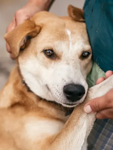 Amidst the Chaos of War: 'Every Life Matters' – A Glimpse into the Humanitarian Efforts of Russian Soldiers Evacuating Stray Animals from Combat Zones