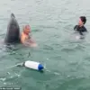 Dolphin Reggie: From Playful Marine Star to Aggressive Threat, Experts Warn