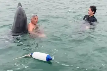 Dolphin Reggie: From Playful Marine Star to Aggressive Threat, Experts Warn