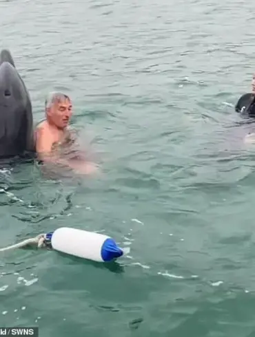 Dolphin Reggie: From Playful Marine Star to Aggressive Threat, Experts Warn