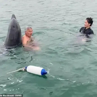 Dolphin Reggie: From Playful Marine Star to Aggressive Threat, Experts Warn