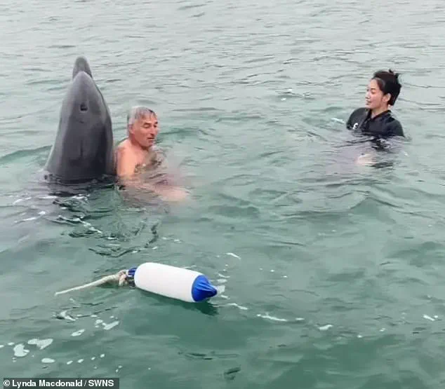 Dolphin Reggie: From Playful Marine Star to Aggressive Threat, Experts Warn