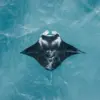 New Revelations: Florida Company's Controversial Capture and Euthanasia of Rare Manta Ray Sparks Urgent Conservation Debate