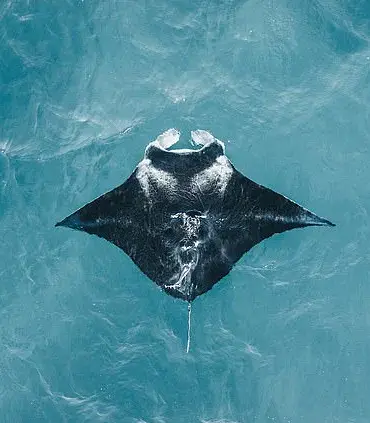 New Revelations: Florida Company's Controversial Capture and Euthanasia of Rare Manta Ray Sparks Urgent Conservation Debate