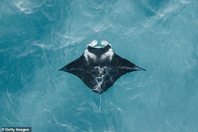 New Revelations: Florida Company's Controversial Capture and Euthanasia of Rare Manta Ray Sparks Urgent Conservation Debate