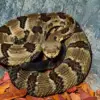 Tragedy at Savage Gulf State Park: Hiker Dies After Venomous Snake Bite