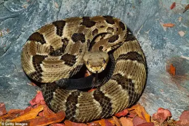 Tragedy at Savage Gulf State Park: Hiker Dies After Venomous Snake Bite