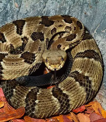 Tragedy at Savage Gulf State Park: Hiker Dies After Venomous Snake Bite