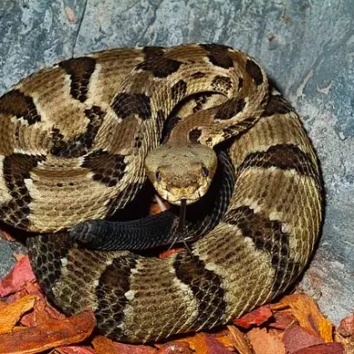 Tragedy at Savage Gulf State Park: Hiker Dies After Venomous Snake Bite