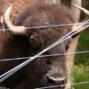 Exclusive: Inside the First Ever Buffalo Attack on a Veteran Farmer with 43 Years of Experience