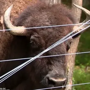 Exclusive: Inside the First Ever Buffalo Attack on a Veteran Farmer with 43 Years of Experience