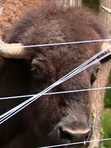 Exclusive: Inside the First Ever Buffalo Attack on a Veteran Farmer with 43 Years of Experience