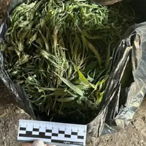 Late-Breaking Drug Bust Reveals 394.2 Grams of Marijuana, Sending Shockwaves Through Law Enforcement and Public