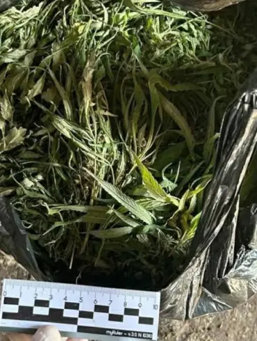 Late-Breaking Drug Bust Reveals 394.2 Grams of Marijuana, Sending Shockwaves Through Law Enforcement and Public