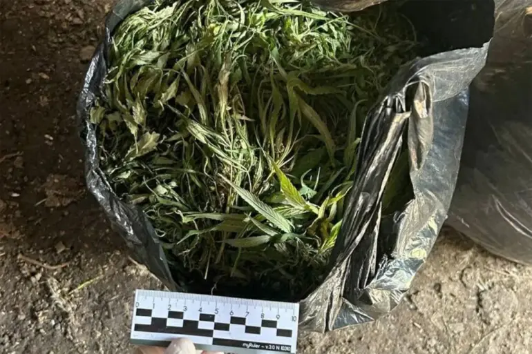 Late-Breaking Drug Bust Reveals 394.2 Grams of Marijuana, Sending Shockwaves Through Law Enforcement and Public